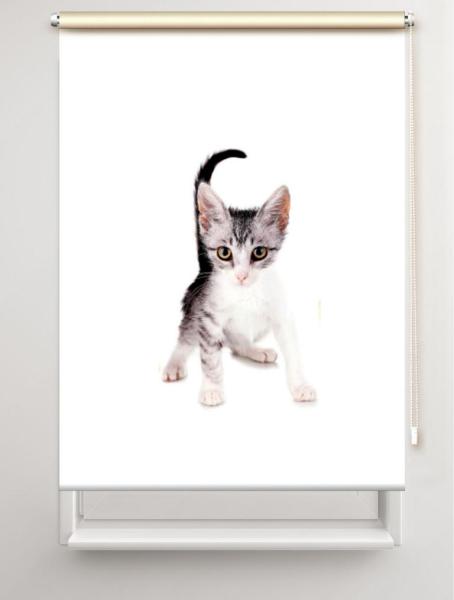 Rollo Loki Katzenbaby, Rollo, Motivrollo, Rollo mit Druck, Fotorollo, bedrucktes Rollo, Fensterrollo,verdunkelndes Rollo, Sonnenschutz